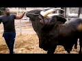 Bulls of Kuri, Red Bororo & Gudali breed | African breeds | Biggest Bulls Of The World