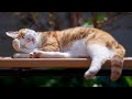 【人気の猫写真 2025年9月】NEKOくらぶ Sep/2025 ~ネコ好きはヤメラレナイ~