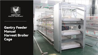 Gantry Feeder Manual Harvest Broiler Cage#farming #broilerchicken #broiler_poultry_farm