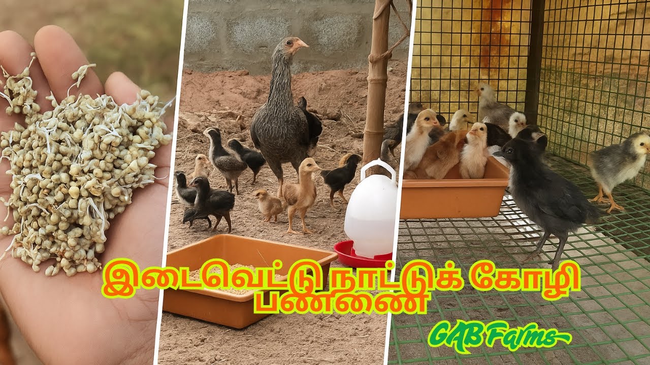 இடைவெட்டு நாட்டுக் கோழி பண்ணை | பண்ணையில் இன்று | இளம் விவசாயி | 20/07 ...
