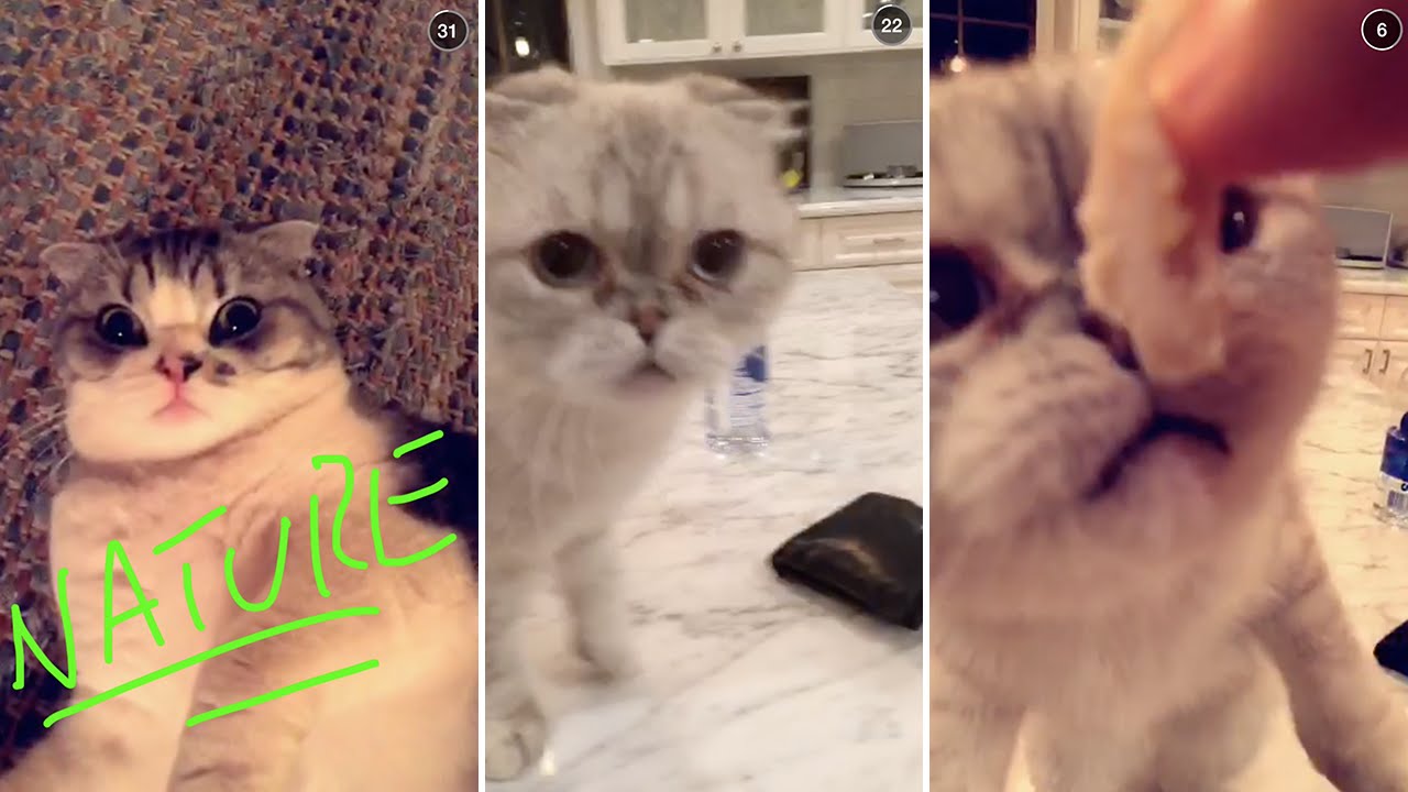 Calvin Harris Cat Sitting Taylor Swifts Cats Meredith Olivia Full Snapchat Story