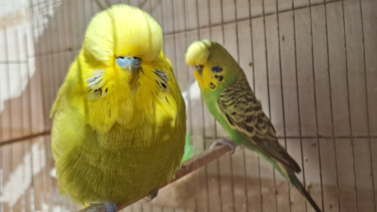 Green Love Birds _ LoverBirds Chirping Sounds _ Morning Bird Songs