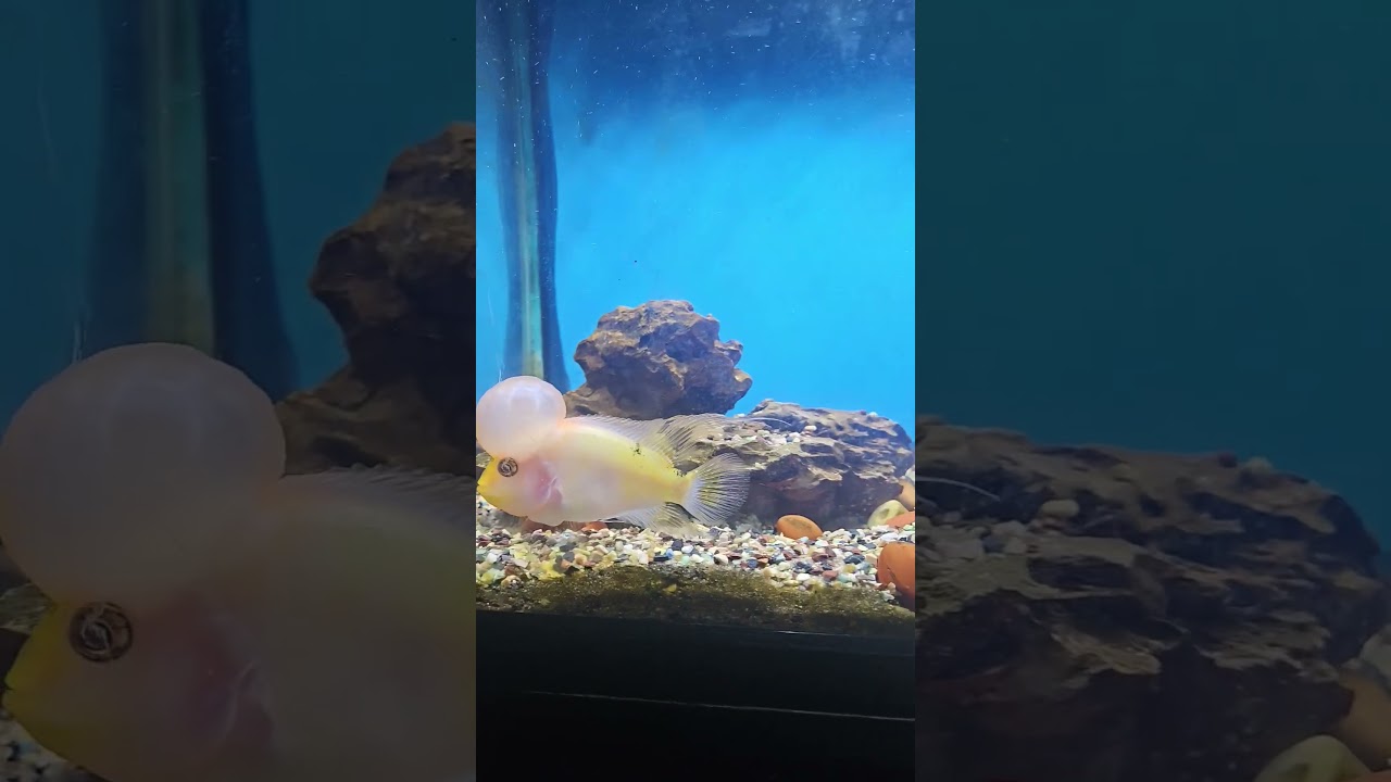 all my fish tanks in one video 