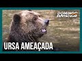 Ursa  pode ser condenada  morte por matar corredor na itlia