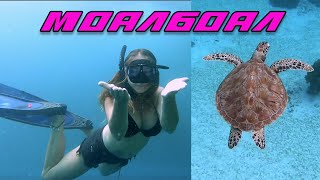 Моалбоал, Филиппины. Черепахи и сардины  Как добраться и где остановиться.  Полный обзор 16+