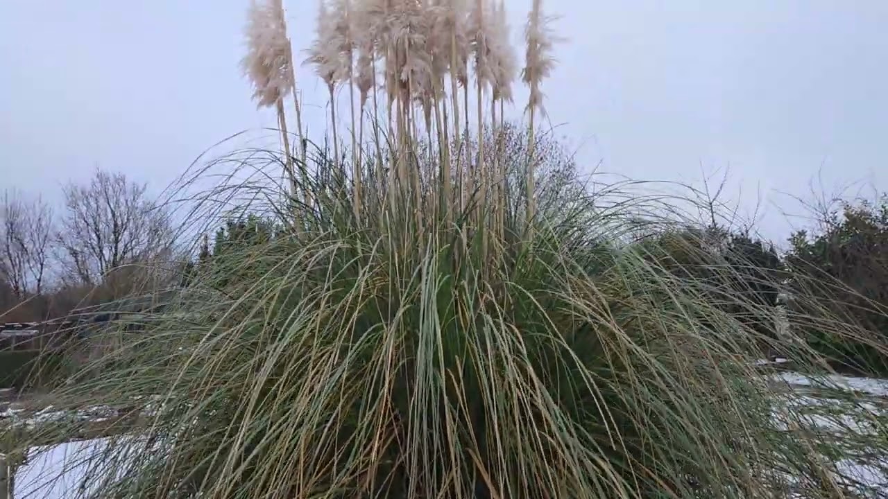 مزرعه عفرين في المانيا 