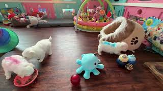 5 Week Old Maltese Puppies Discover Food, Toys… and One Brave Tunnel Explorer 🐾