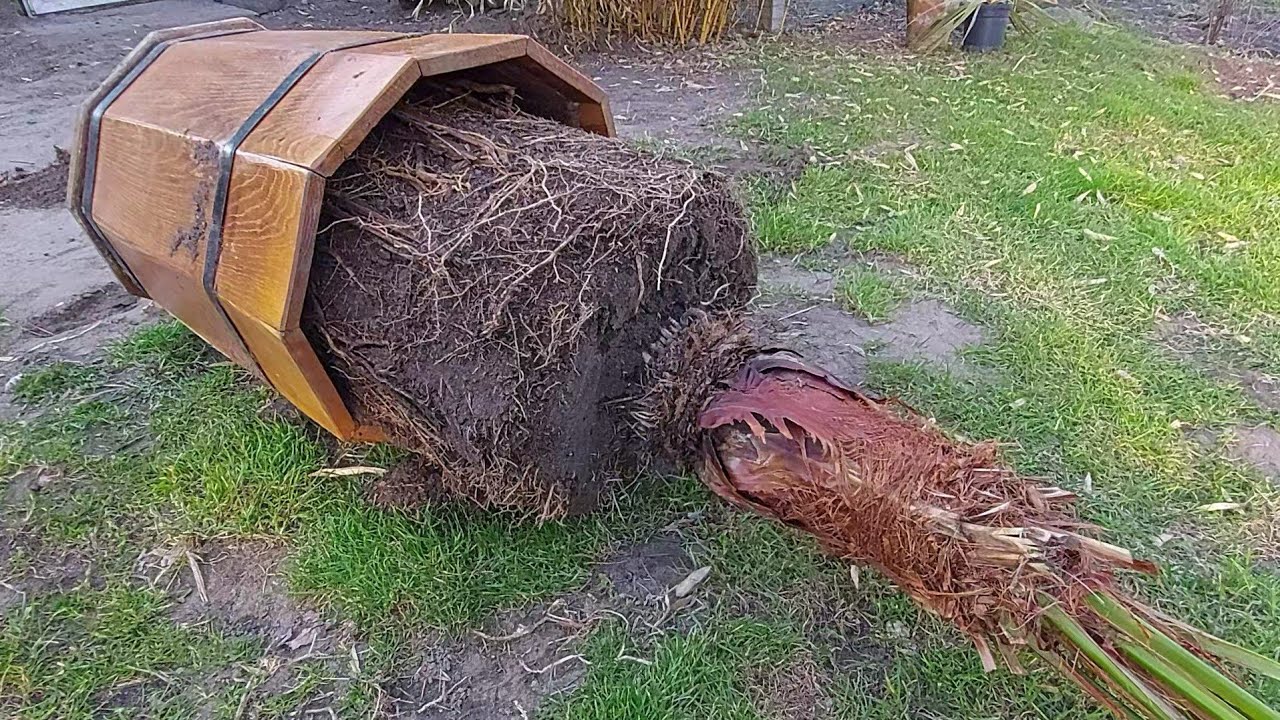 50-letni Phoenix canariensis sadzenie do gruntu. 02.04.2021.