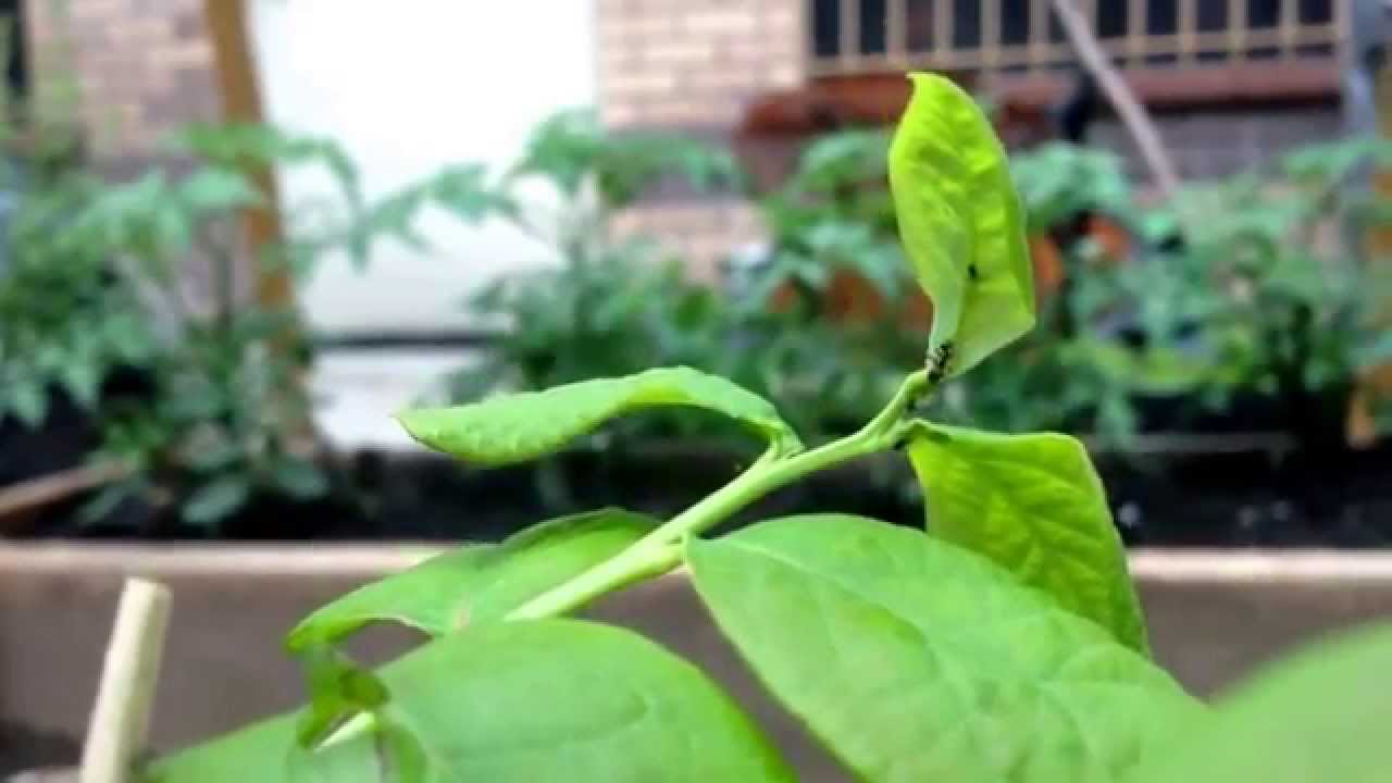 Ants + ??? on my raspberry bush YouTube