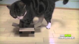 Download Lagu lucu and imut ,kocak abis pokoknya video kucing nggemesin and lucu.mp4 MP3