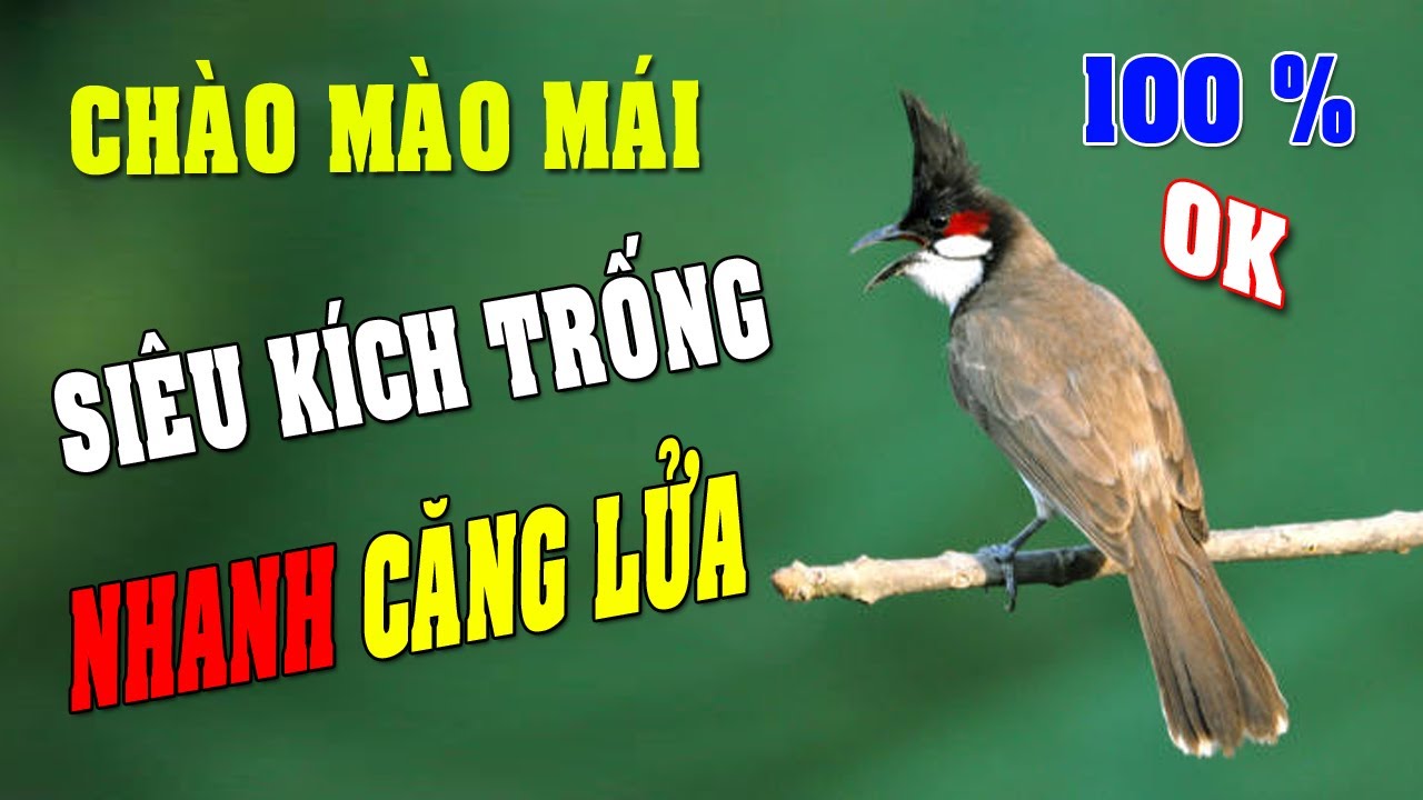 Chào mào mái hót kích trống #chaomaomai