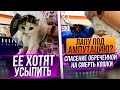 Покусали собаки😟 забрала с Кисловодска кошечку, которую хотели усыпить. Врачи говорят УДАЛЯТЬ лапу🥺