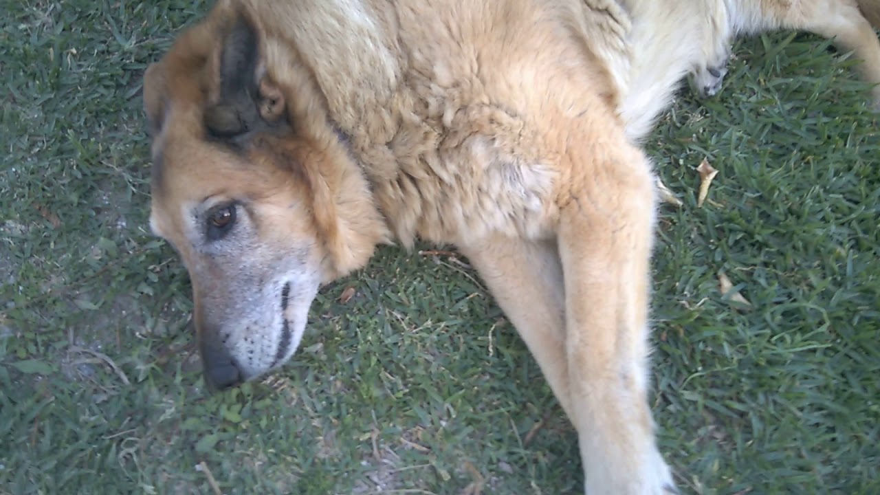 🐺Fox the WolfDog very happy wolf Frolicking (+rip+)🌈 - YouTube