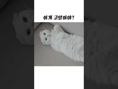 사람처럼 대자로 뻗어 자는 고양이 | My cat sleeps like a human