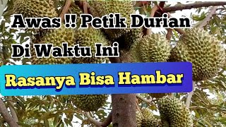 Waktu Yang Tepat Memanen DURIAN Agar Durian Matang Manis Legit