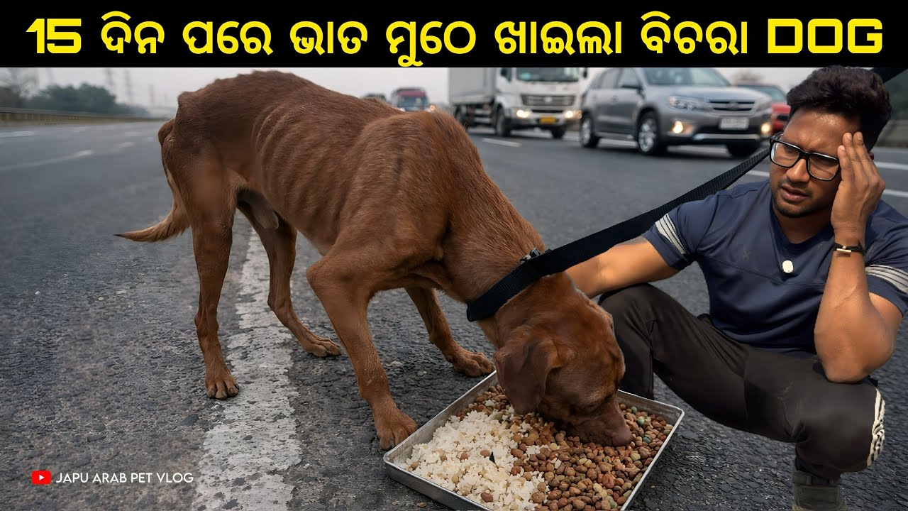 15 ଦିନ ପରେ ଭାତ ମୁଠେ ଖାଇଲା ବିଚରା DOG 😭