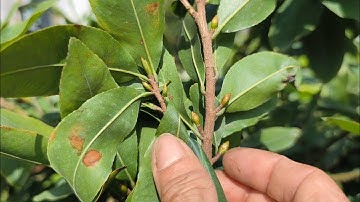 Làm vài bước cơ bản này sẽ giúp nụ mai mau lớn kịp tết,và cách nuôi dưỡng nụ tháng 10ÂL.