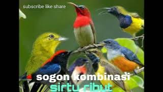 SUARA PIKAT BURUNG SIRTU DAN BURUNG SOGON KOMBINASI RIBUT.. JOS DAN MANTAP @KOMBINASI CHANEL