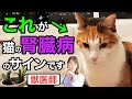 【猫の腎臓病】知らないとヤバい！サイン・治療・AIM・予防法の全てを獣医師が完全解説します