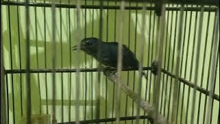 Cingcoang /jongkangan biru istimewa