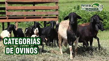 Qual o intervalo de partos ideal para caprinos ovinos de corte?