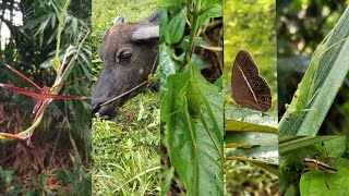 animal documentation: buffalo, dragonfly, tree lizard, grasshopper, katydid, caterpillar, butterfly