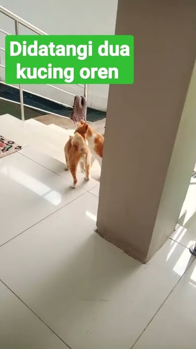 Dua kucing Oren ke masjid mau jumatan