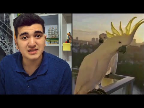 Video: Kakadu Nasıl Beslenir