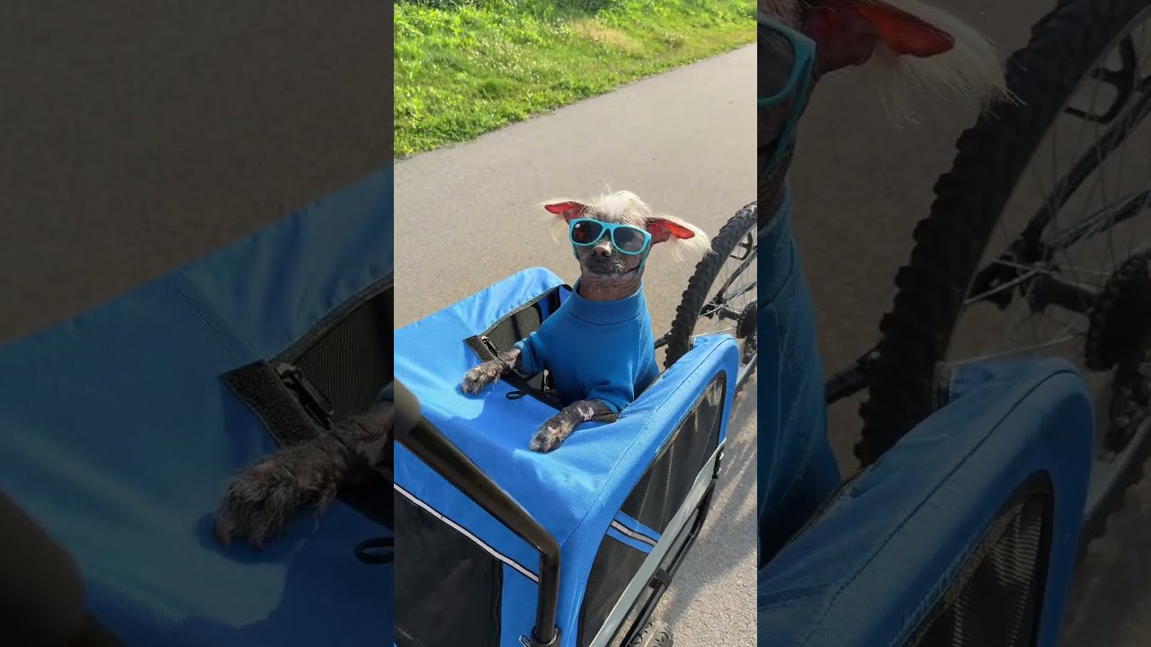 Dogs Deserve A Front Row Seat To Adventure Pets Petlover Trailer Pettravel