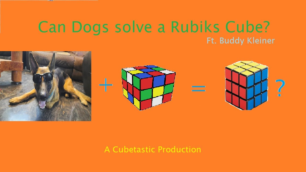 Can Dogs solve a Rubik's Cube? Ft. Buddy Kleiner YouTube