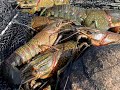 PTP Fishing  - Chasing Redclaw  crayfish at Somerset Dam