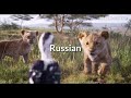 【lion king - 2019 songs】🌷English VS Japanese VS Rusian VS Korean