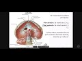 MUSCLE DEL TORAX // REPASO // AUDIOVOICE //