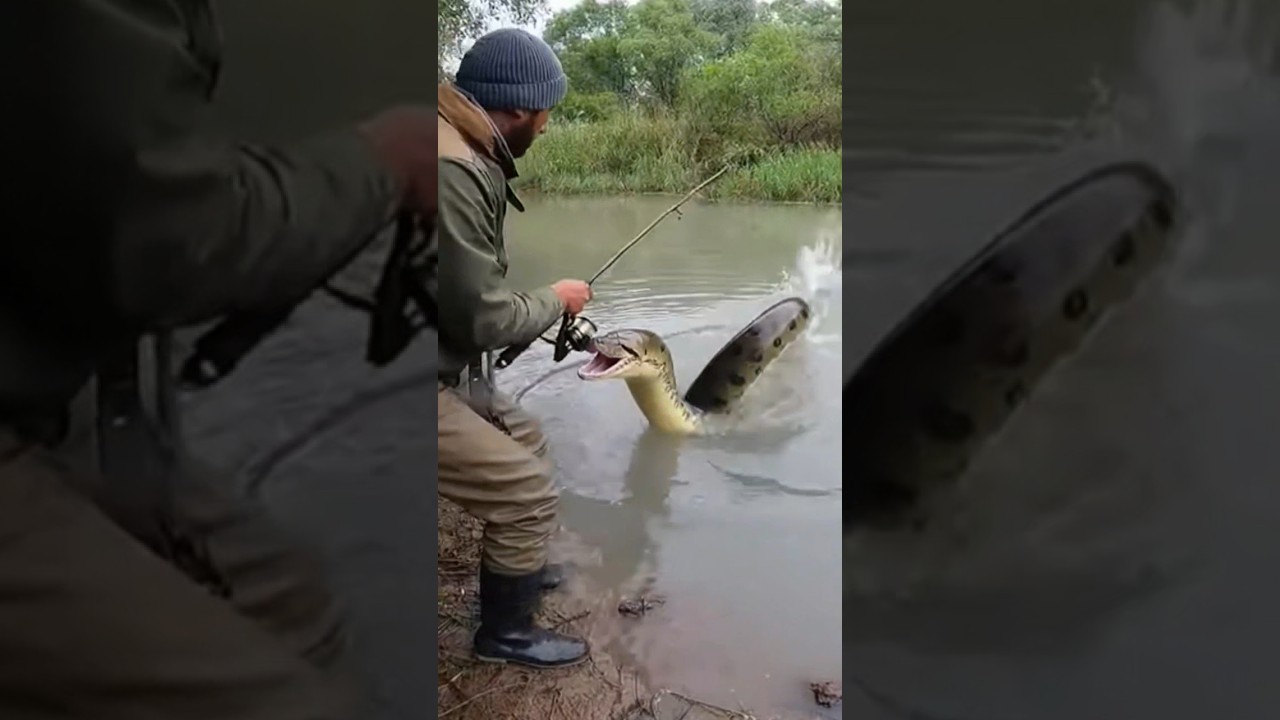 Anaconda Infests River in Uzbekistan, Terrorizing Fishermen