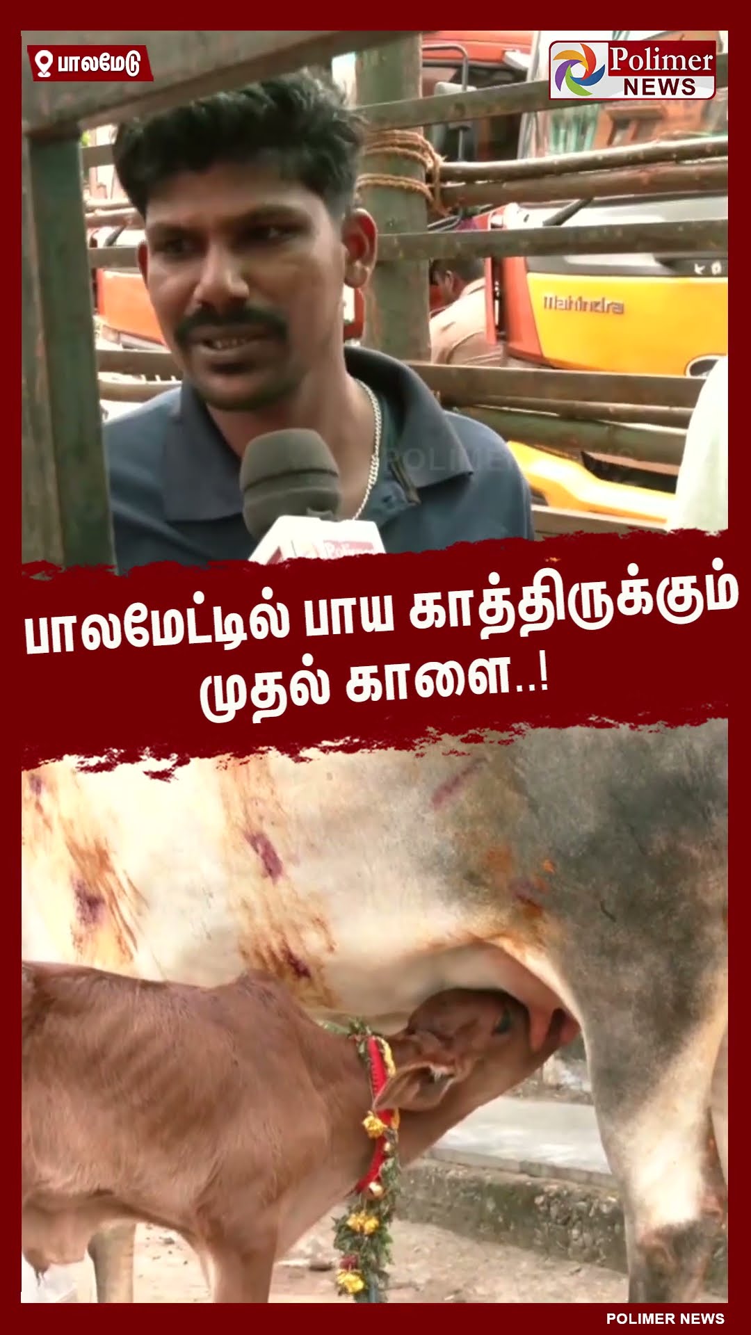 பாலமேட்டில் பாய காத்திருக்கும் முதல் காளை..! #shorts  #palamedujallikattu