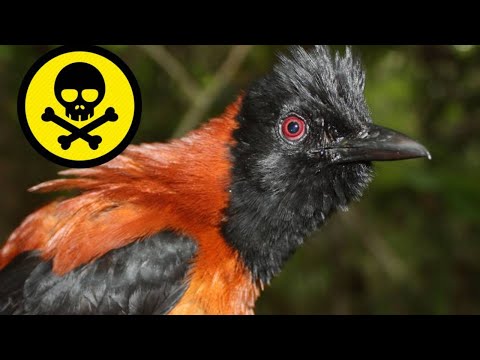 Vídeo: Que Pássaros Venenosos Existem