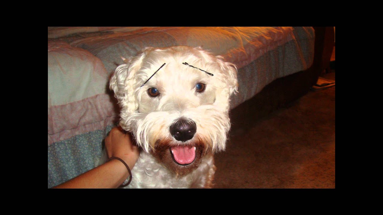 billy currington like my dog billy currington like my dog