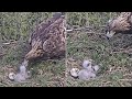 Kaljukotkas2::Golden Eagle~Female is feeding#1 😊  #2 has a bad position~7:16 am 2024/05/09