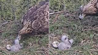 Kaljukotkas2::Golden Eagle~Female is feeding#1 😊  #2 has a bad position~7:16 am 2024/05/09