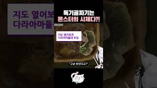 다라아마듈라를 실제로 처음 만나본 뉴비의 반응