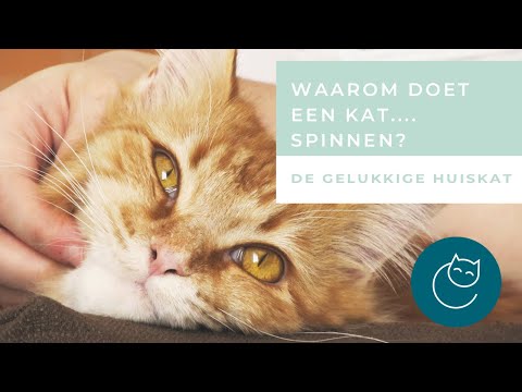 Video: Waarom spint mijn kat zo veel?