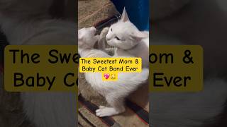 Mother Cat Caring &amp; Playing With Her Baby 🐾💕 #PariAndChikku #MotherCatLove #CuteCats