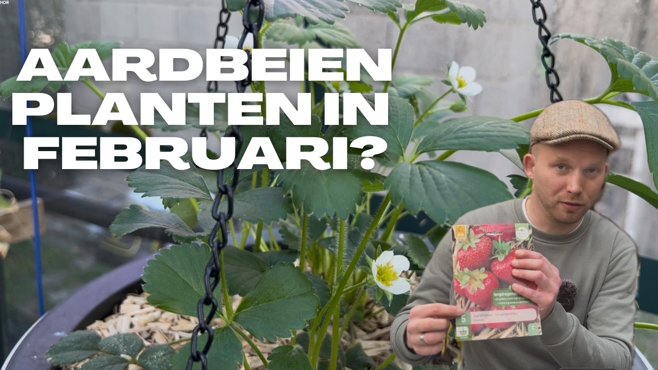 Aardbeien planten in februari 🌱 | Zo begin je vroeg met bare-root aardbeien! | De Moesketier