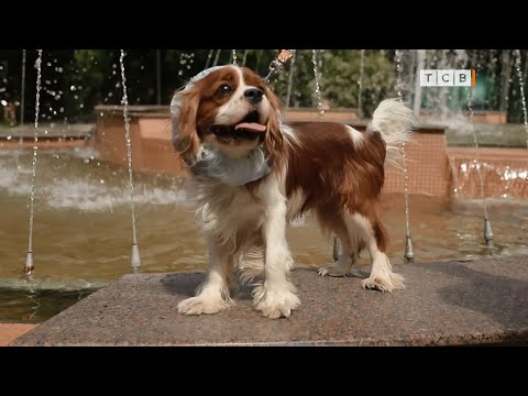 Собаки породы кавалер-кинг-чарльз-спаниель.