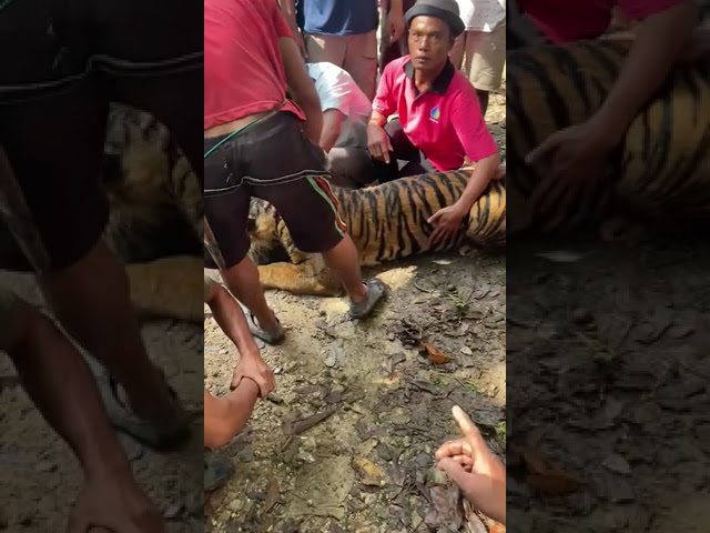 Harimau sakit meminta pertolongan warga.. Sontang Pasaman timur Sumatera barat class=