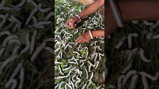 The Secret Behind Silk Production 😳 #shorts #amazing #manufacturing