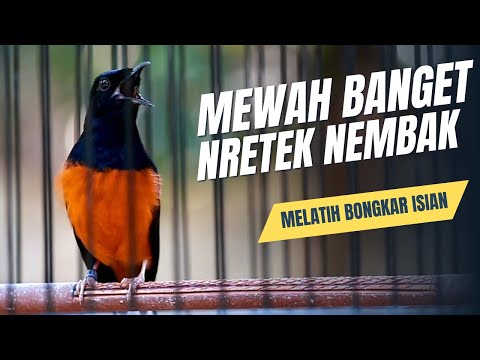 Suara Ketrekan Murai batu Ampuh Pancing Emosi Murai Diam Langsung NYAUT BUNYI