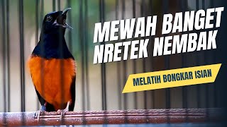 MURAI BATU GACOR FULL ISIAN TEMBAKAN KASAR AMPUH MELATIH MURAI BATU BONGKAR ISIAN