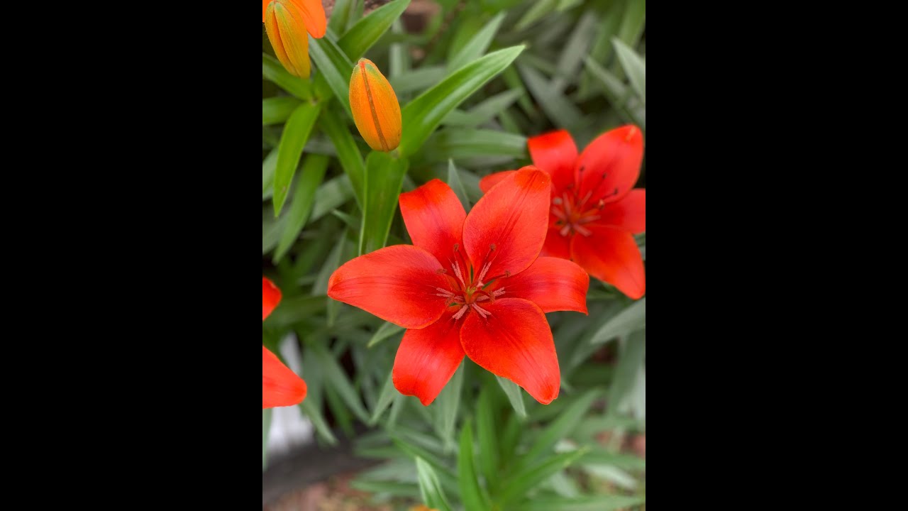 Front Yard Flower πΈ & Herb πΏ Garden Tour