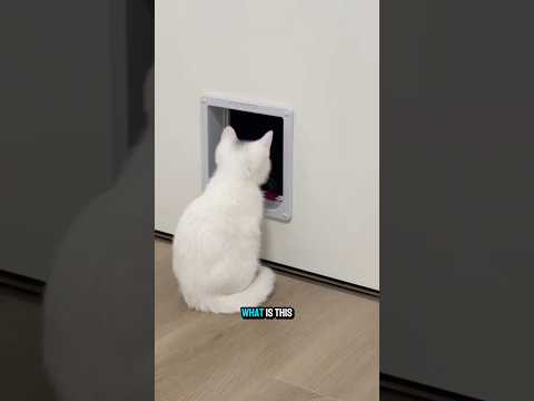 monster hole 👻 #funnycats #videosviral #shorts